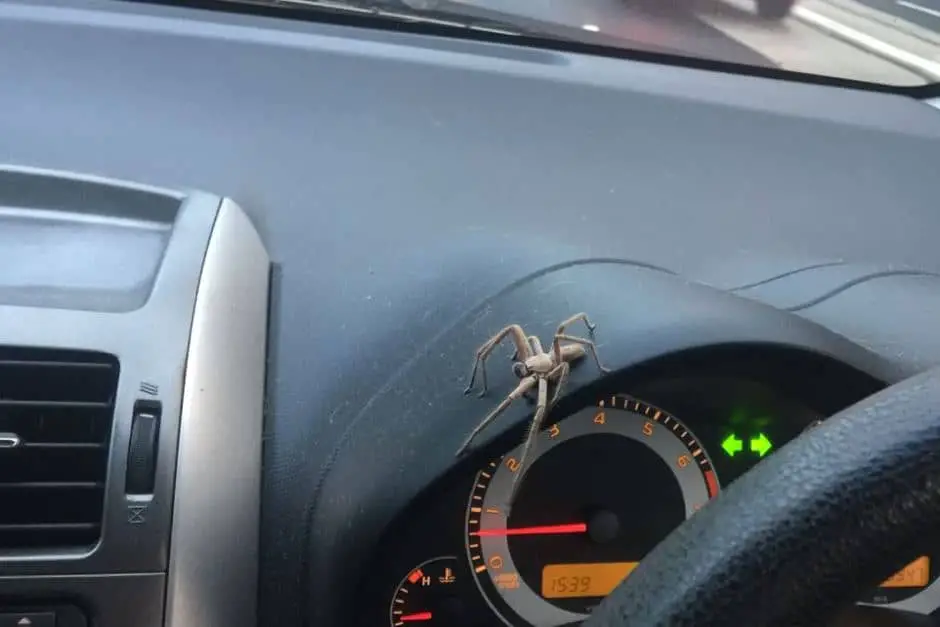 spiders in car